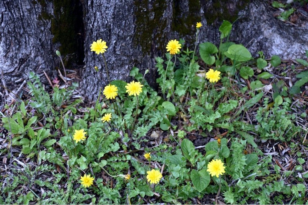 LE MIRACLE DES FLEURS &amp; DES ORCHIDEES (3)