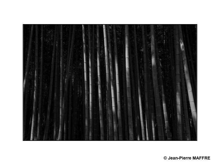 La bambouseraie d'Arashiyama est le nom usuel donné à la forêt de bambous géants de Sagano, située près du pont Togetsukyo au nord-ouest de Kyoto.
