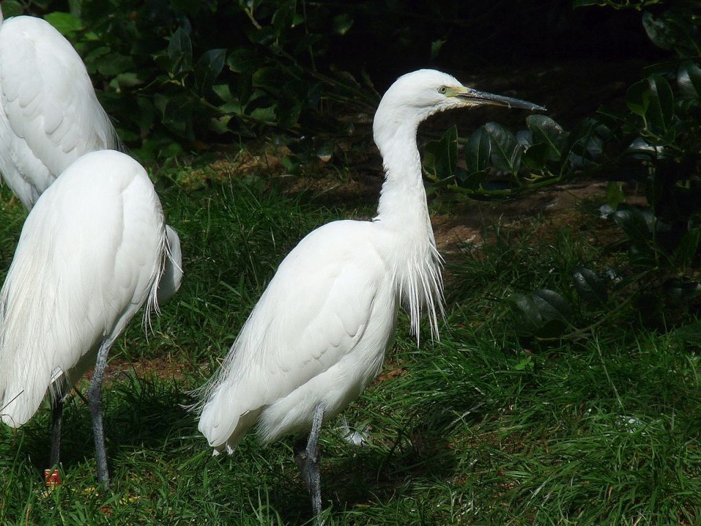 Album - Aigrette-garzette