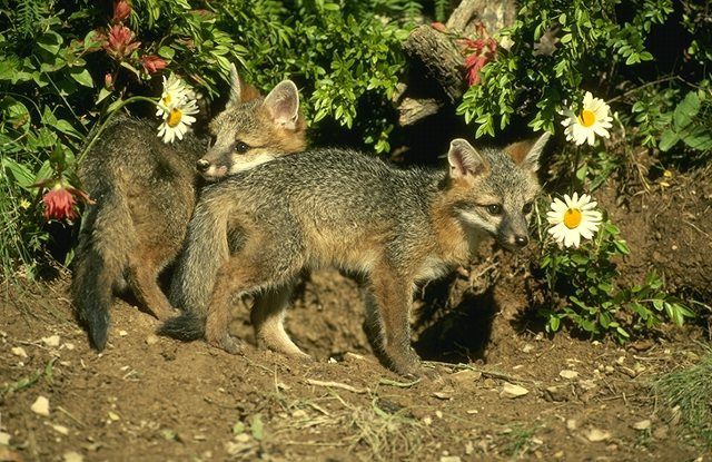 Animaux et compagnie