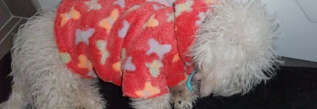 Un bichon pas comme les autres!