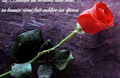 Dites-lui « Je t'aime »...