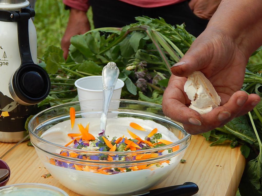 PLANTES SAUVAGES COMESTIBLES AU MARAIS DES RINCEAUX