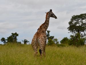 Parc Kruger: de Satara à Lower Sabie