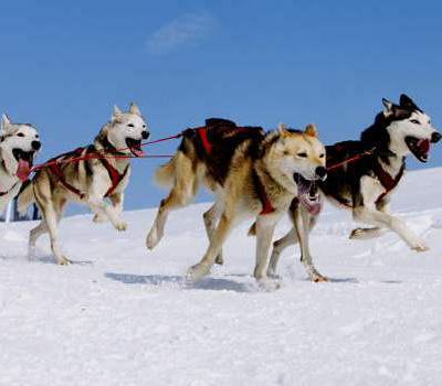 ACTIVITES DE CHIENS DE TRAINEAU