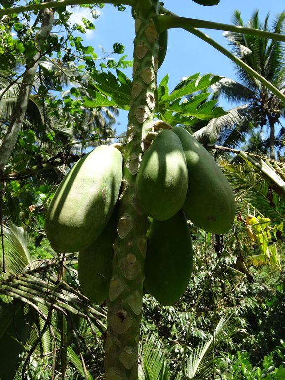 Album - 58.Alentours de Ubud (Bali-avril)