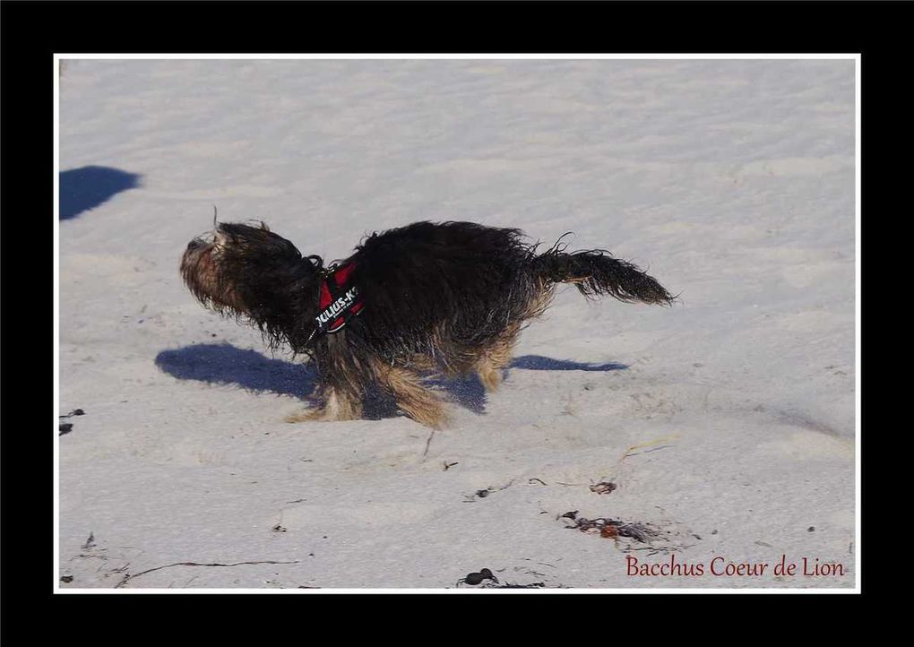 EN VACANCES AVEC MES CHIENS