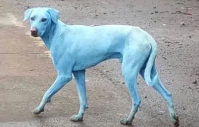 #Insolite : Découvrez les chiens bleus de #BOMBAY !