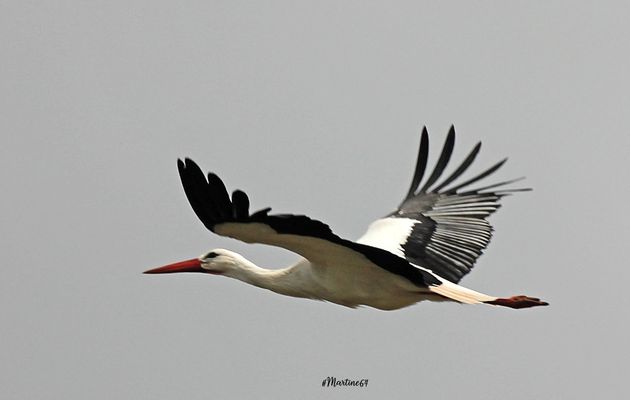 La cigogne blanche