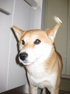 *Toutes les photos dans "La vie avec un Shiba Inu !"  appartiennent à "akishiba", l'auteur de ce blog. 