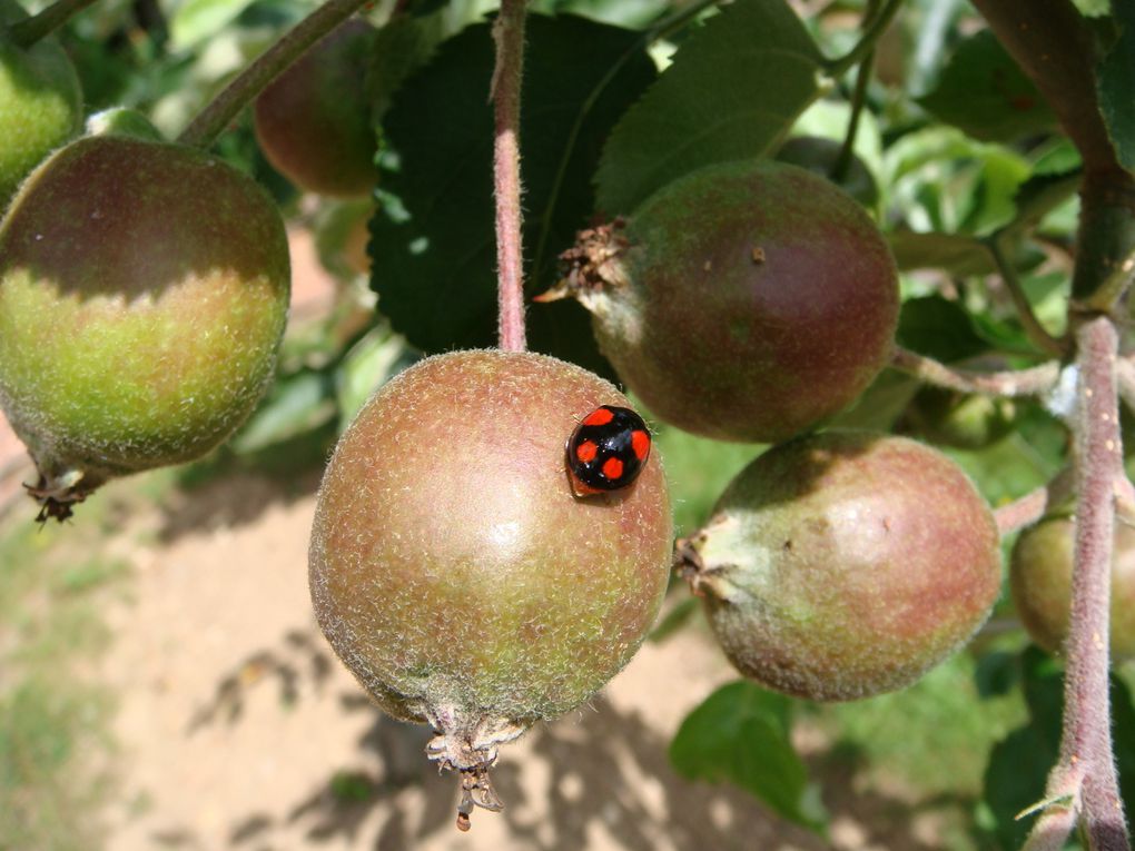 Ici diverses photos des réalisations fleurales et des spectactles organisés par la ville de Beauvais.