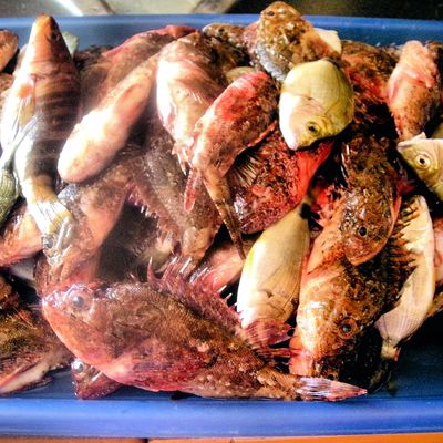 Soupe de poisson méditerranéenne au feu de bois.