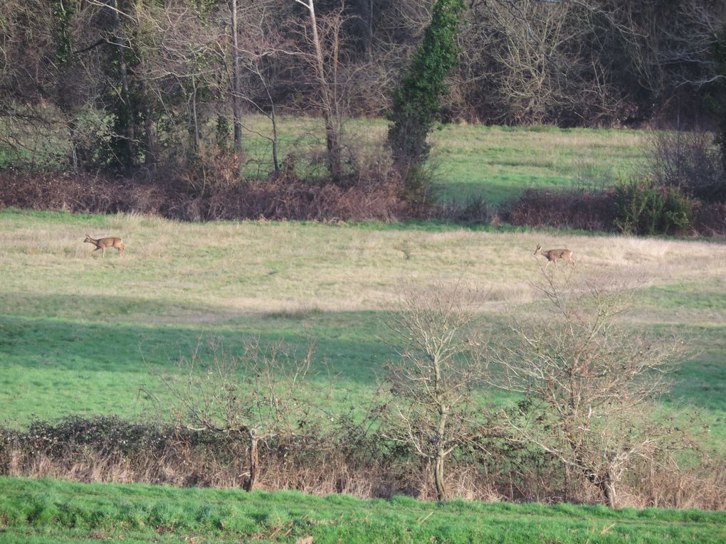 animaux sauvages visibles depuis ma fenêtre