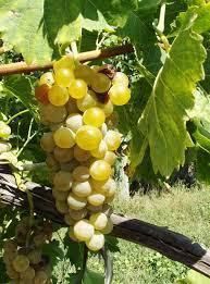 #Seyval Blanc Producers Vermont Vineyards
