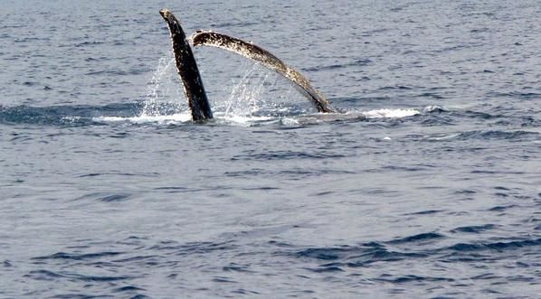 Un balai de baleine dans la baie de Saint-Paul (Réunion)