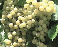 #Traminette Producers Indiana Vineyards