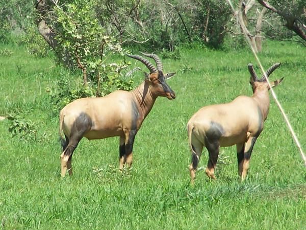 quelques photos de notre voyage de fin d'année (Léré-Ndj)et de juillet (Cameroun)