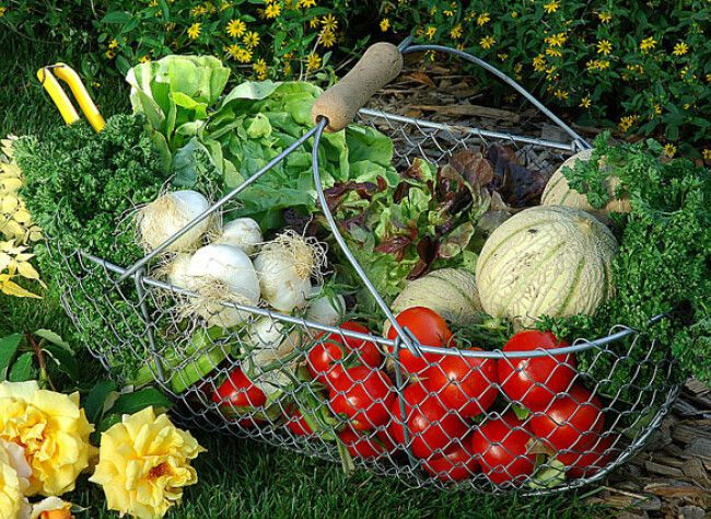 Réussir les légumes malgré les variations climatiques de l’été.....