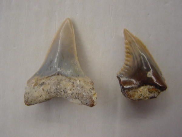 <p>Une de mes passions parmi les fossiles, les dents de requins. Trouvées en abondance en Belgique, mais des échanges et achats m'ont permis de me constituer une importante collection du Monde entier.</p>
<p>Les quelques pièces ici présentées sont datées du Permien (250 millions d'années) au Pliocène. (3 millions d'années)</p>
<p>Bonne visite !</p>
<p>Phil "Fossil"</p>
<p> </p>