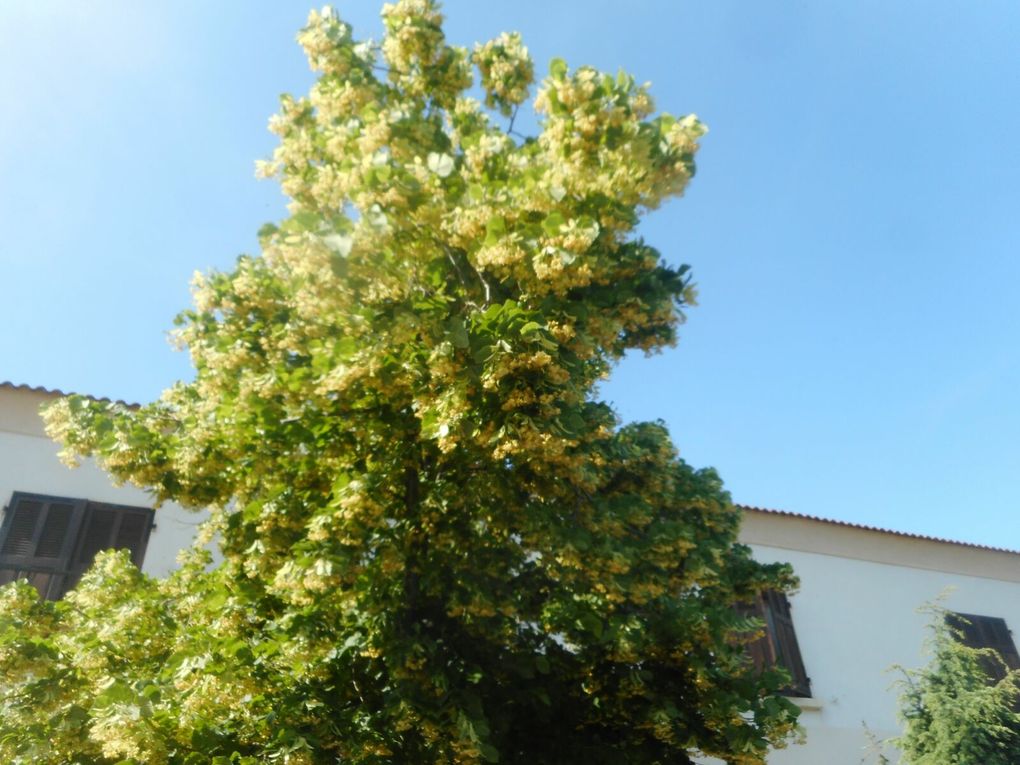 Corti.