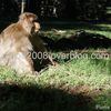 Singe magot (Macaca sylvanus): ombre et lumière sous les cèdres