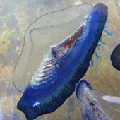 Velella velella - Wikipédia