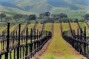 #Kerner Producers Central Valley California Vineyards 