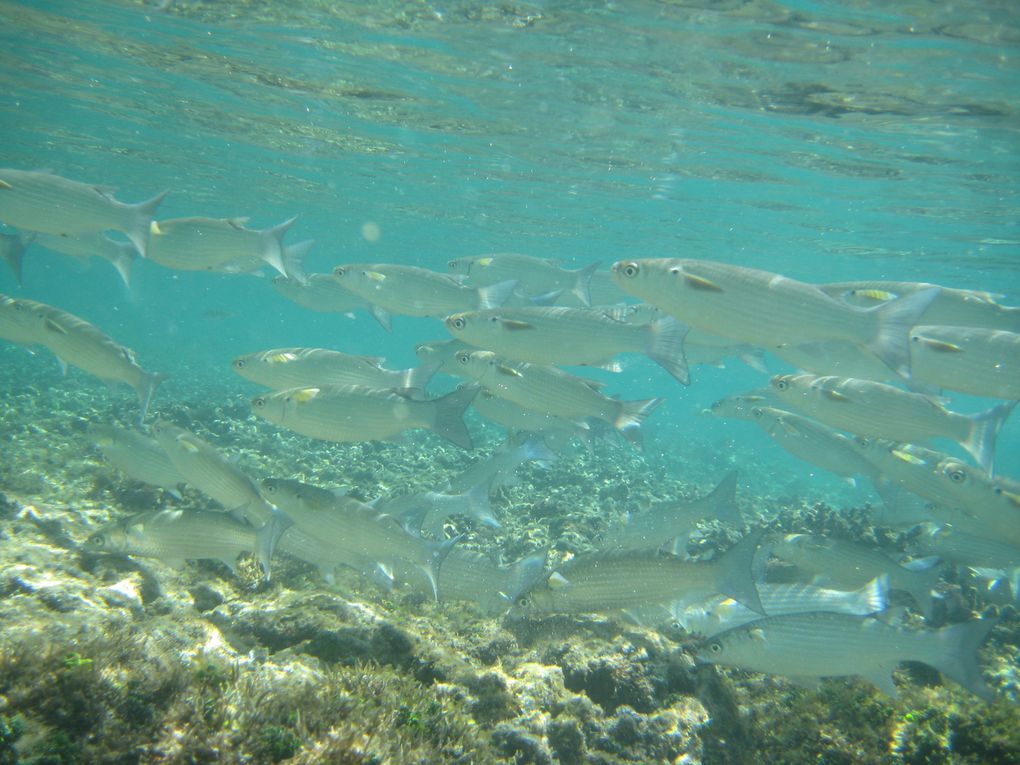 Album - FIJI---Shark Bay - Mana-Island