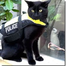Nimis le chat policier d'Amsterdam