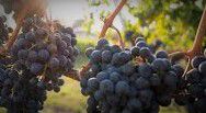 #Red Niagara Producers Pennsylvania Vineyards