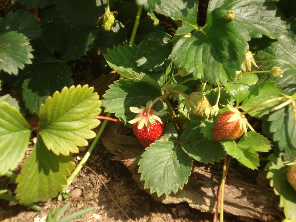 Ramassage de pommes de terre nouvelles et plantation de poireaux.