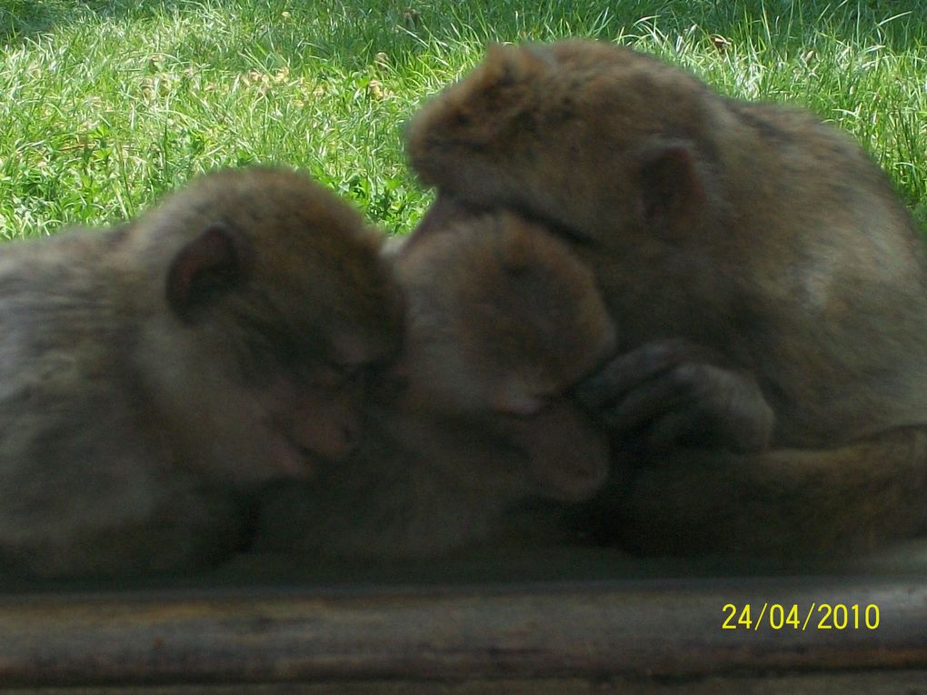 Album - ZOO ST MARTIN DE LA PLAINE