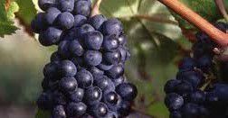 #Tannat Producers Australia Vineyards 