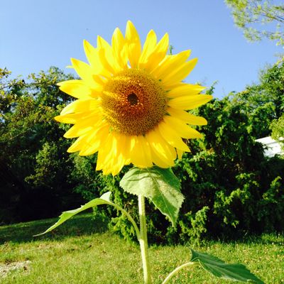 Tournesols 