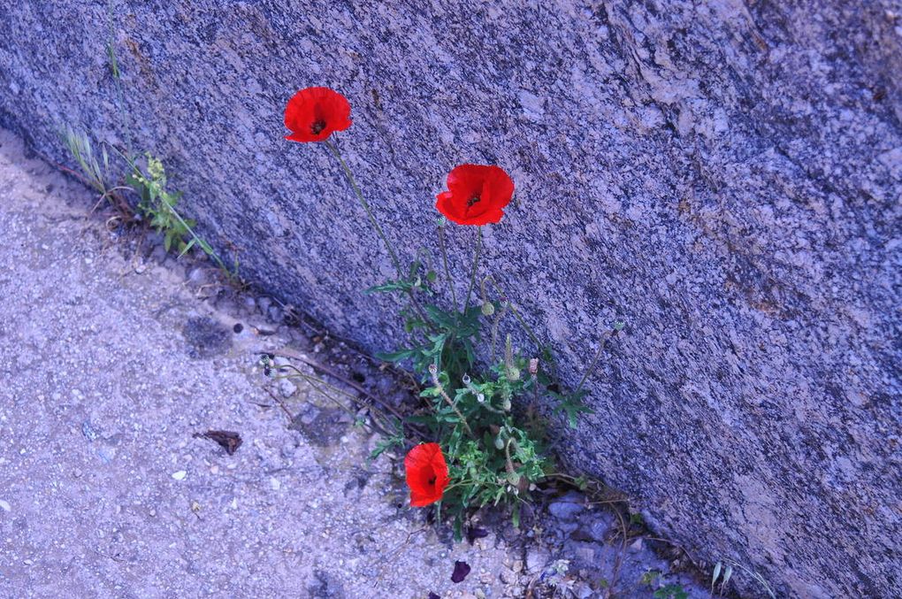 là où les murs sont des jardins....