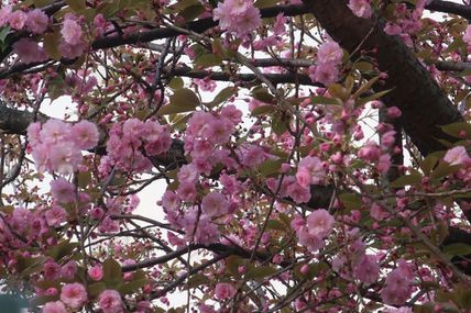 【PARIS】【サクラSAKURA】【サンジェルマン、芸術橋、ルーヴル界隈】2022年3月25日