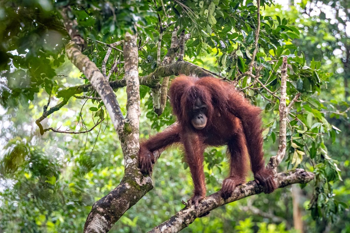 2024 Indonésie 2 Kalimantan