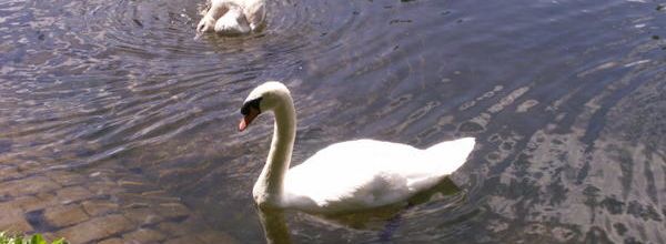 Le Lac du Cygne