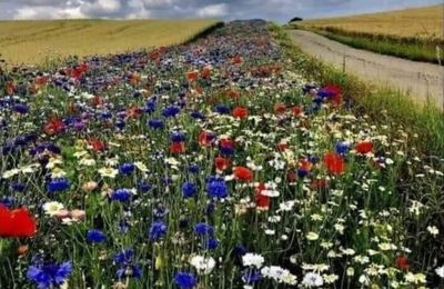 Nature 