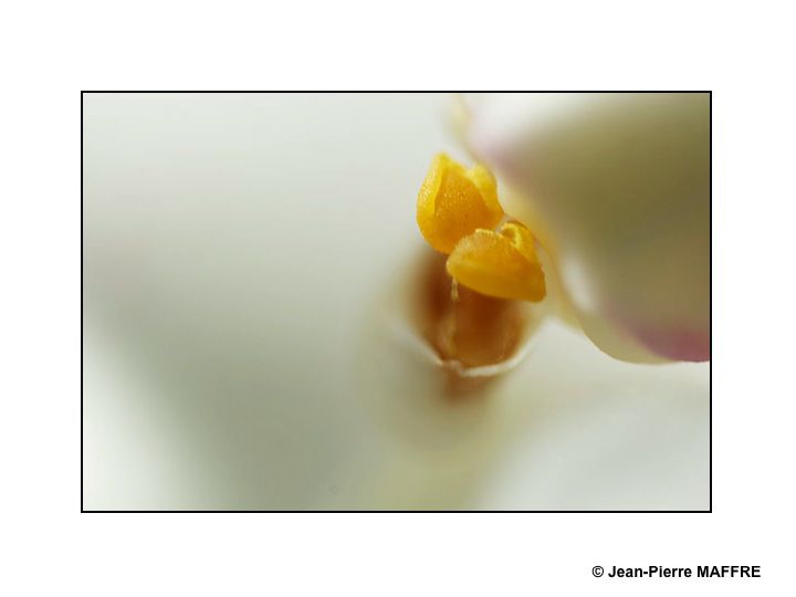 En s'approchant du cœur des orchidées on peut admirer les mystères de leur beauté fascinante.