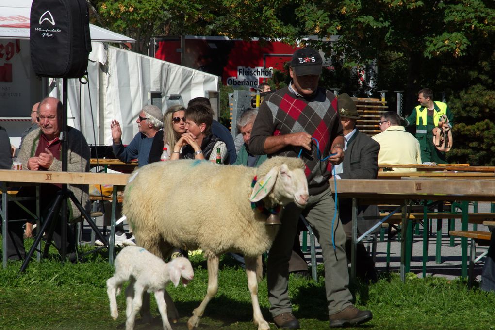 MOUTONS ET CASCADES