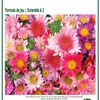 2015 Coupe des Fleurs