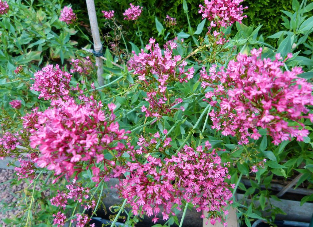 les fleurs de l'été