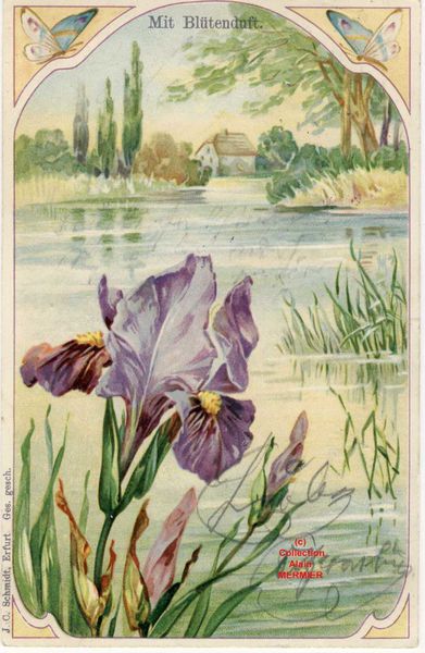 Iris -2141- Mit Blütenduft. &quot;Prospérité&quot;. Allemagne. 1908.