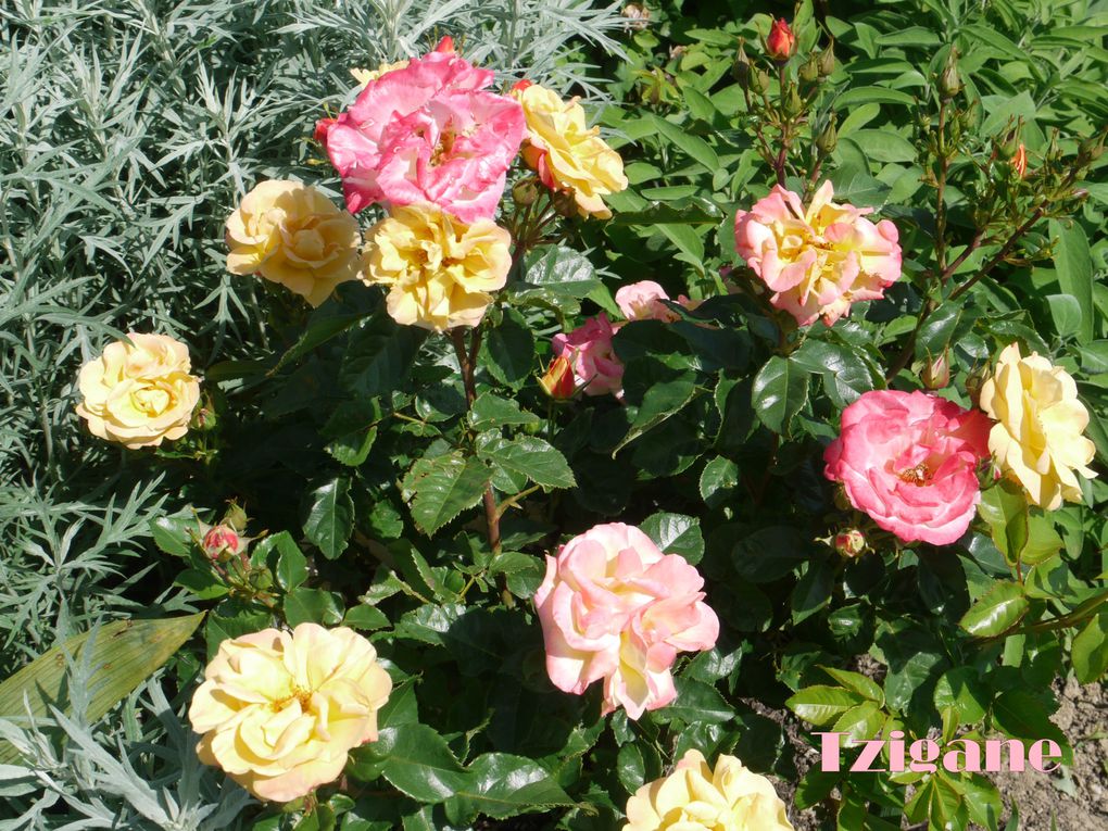 mes rosiers dans mon jardin de Chassagny