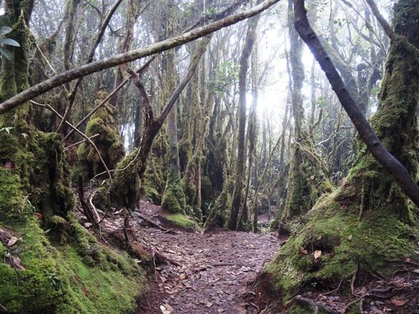 Et si on partait à la découverte de cette forêt de mousse ? Un peu flippante quand même, où on verrait bien un petit trôle, ou un lutin, ou même Gollum, sortir de derrière un tronc