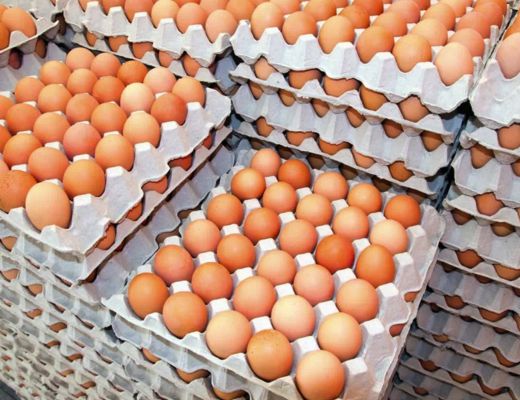 Stockage des oeufs de poule