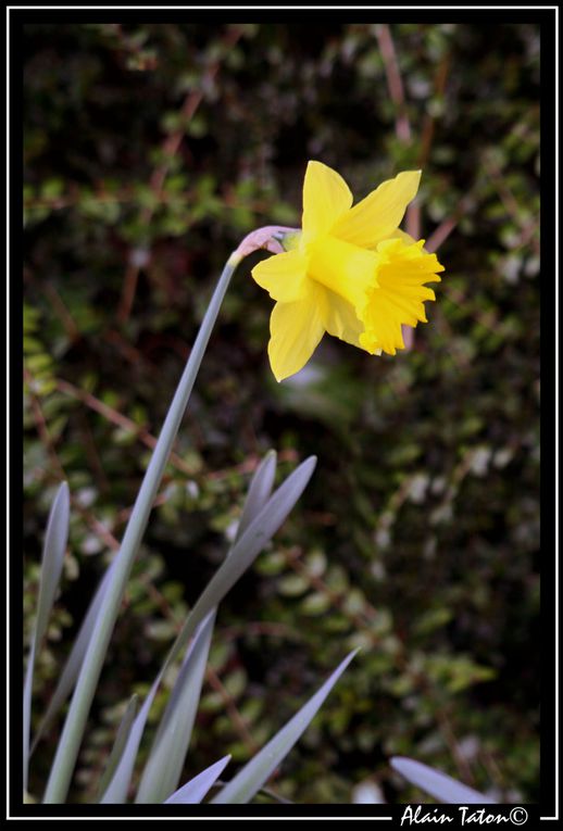 Album - Le-printemps