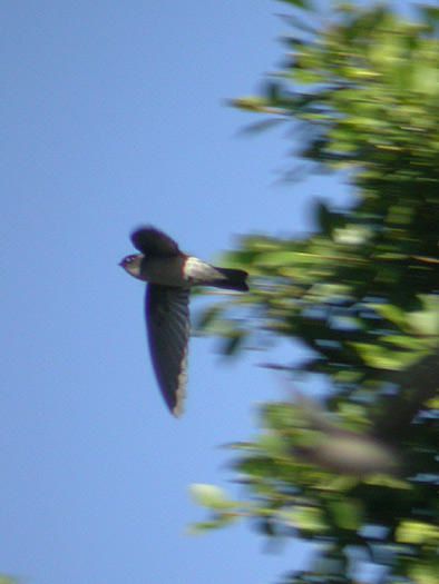 Pour l'ann&eacute;e 2006, l'association Nature &amp; Patrimoine a comptabilis&eacute; 42 oiseaux nicheurs :&nbsp; 19 indig&egrave;nes et 23 introduits. A travers les fiches Patrimoine &agrave; pr&eacute;server, nous vous proposons ici de d&eacute;couvrir les esp&egrave;ces end&eacute;miques de La R&eacute;union, puis les esp&egrave;ces indig&eacute;nes et enfin les fiches&nbsp; introduites.