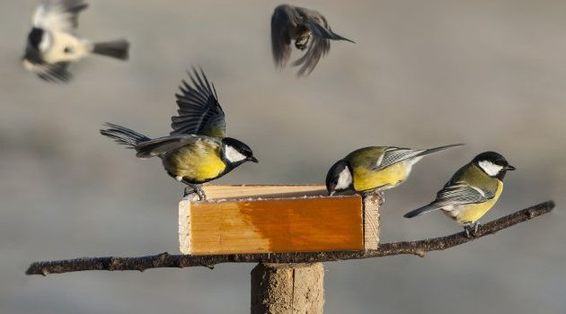 Les oiseaux du jardin  en hiver.